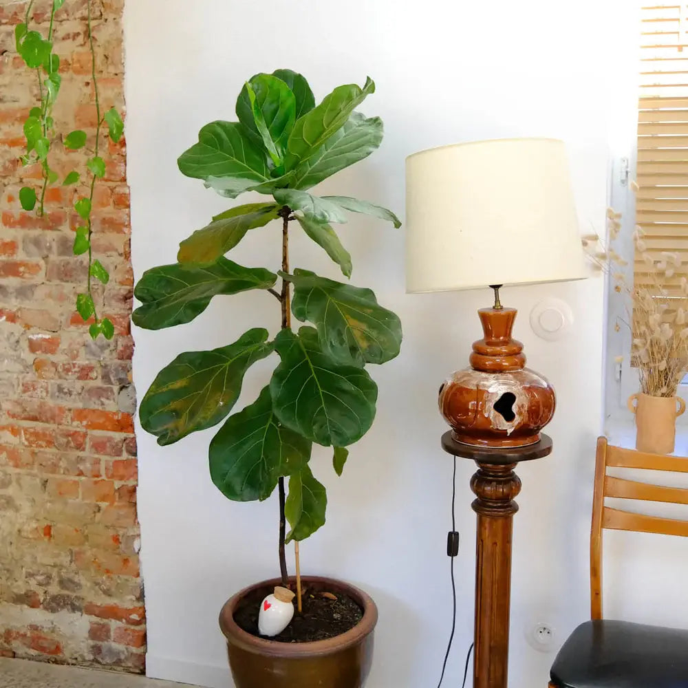 Pepin - Olla - Natural Watering Pots -  Heart