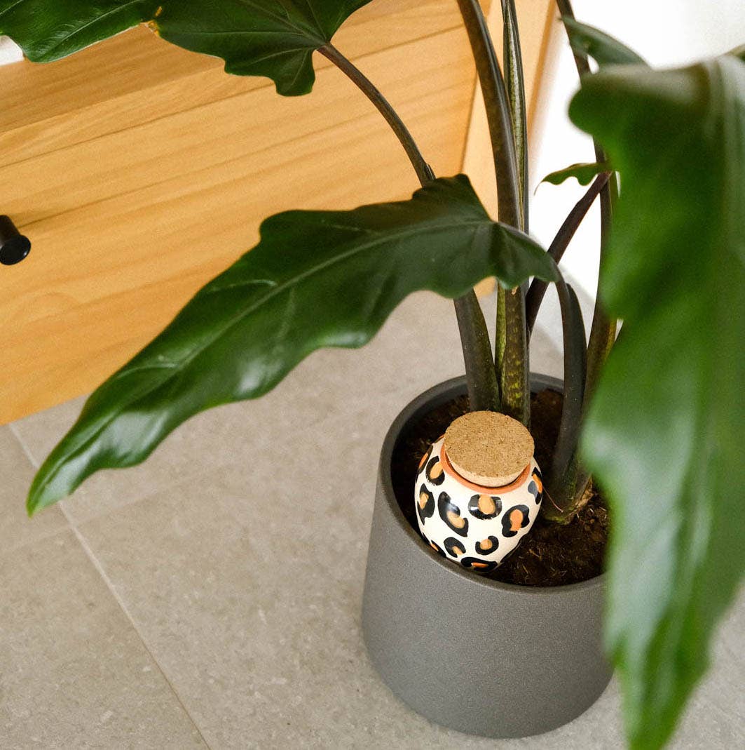 Pepin - Olla - Natural Watering Pots -  Leopard