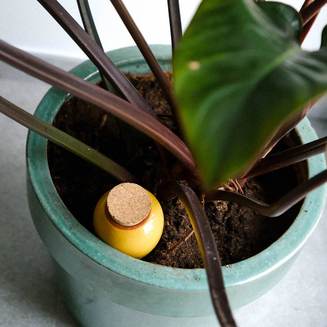 Pepin - Olla - Natural Watering Pots - Mustard yellow
