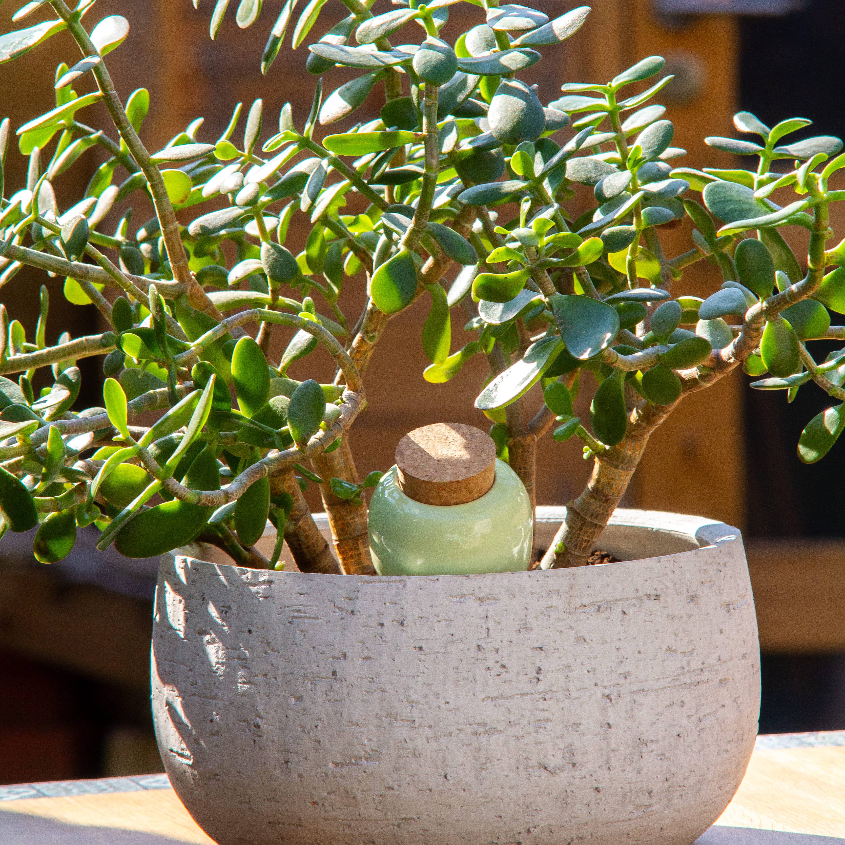 Pepin - Olla - Natural Watering Pots - Green
