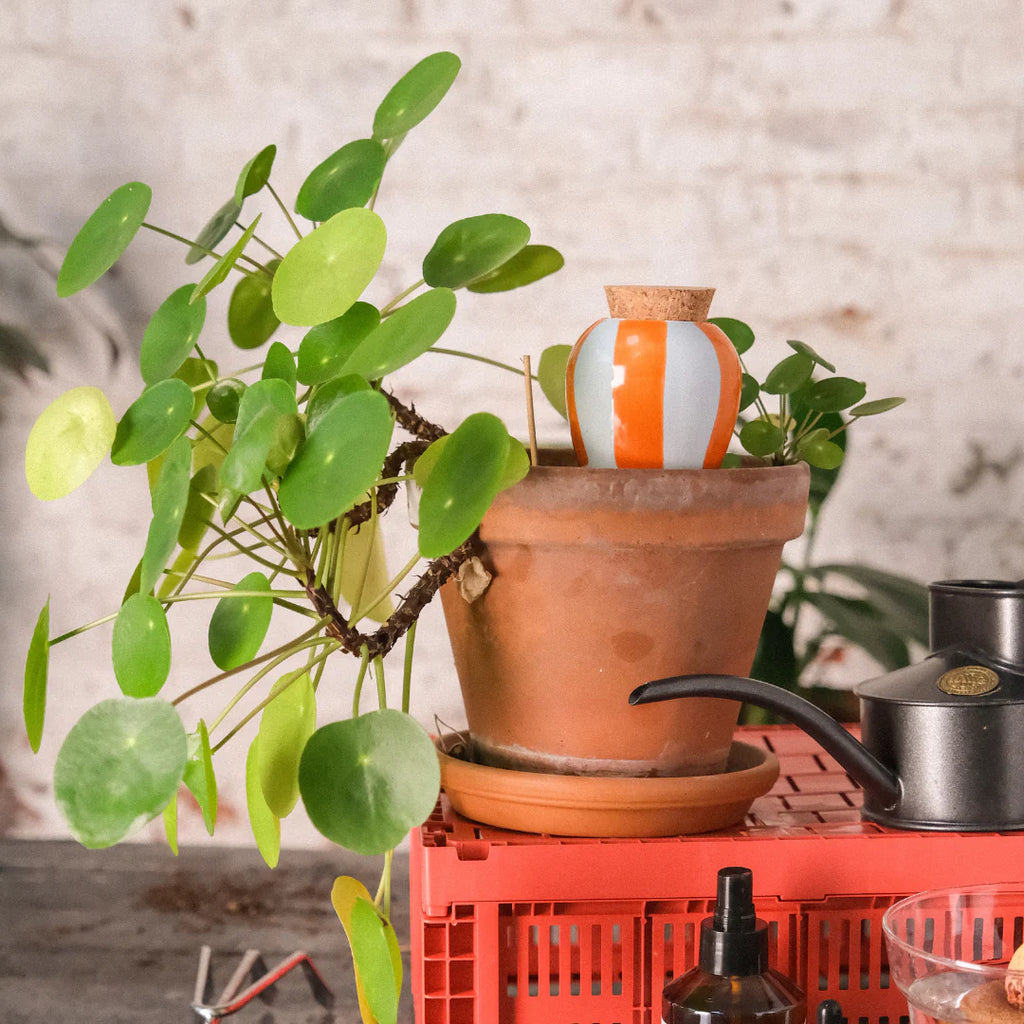 Pepin - Olla - Natural Watering Pots -  Orange and blue stripes