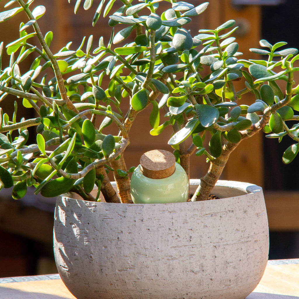 Pepin - Olla - Natural Watering Pots - Green