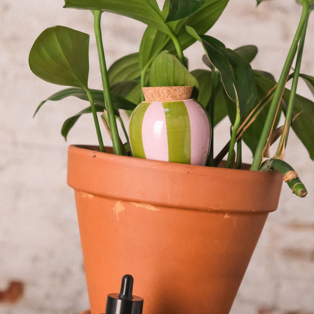 Pepin - Olla - Natural Watering Pots - Green and lilac stripes